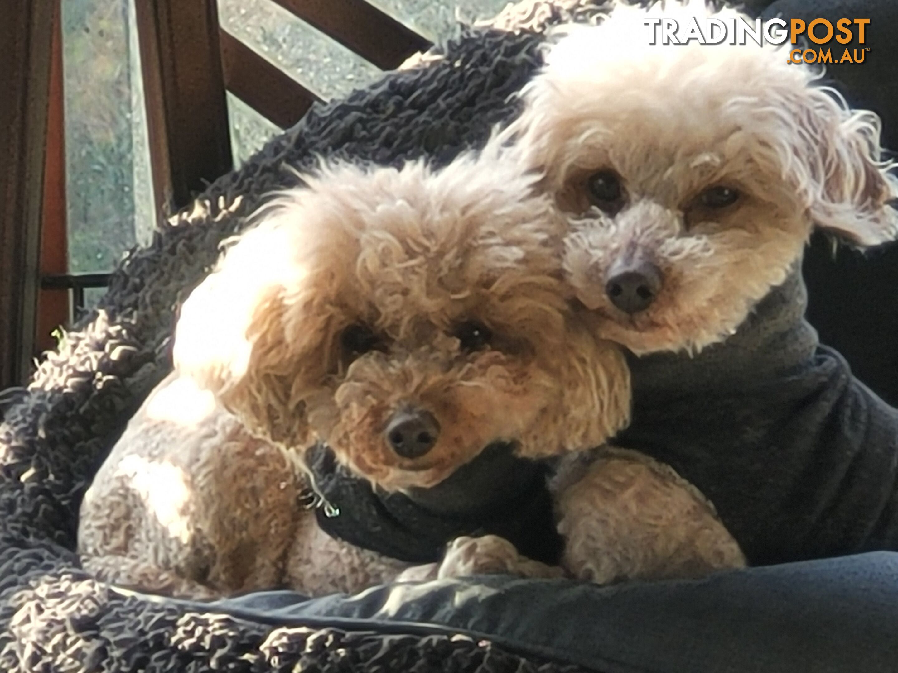 Toy poodle puppies