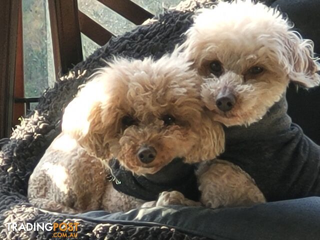 Toy poodle puppies