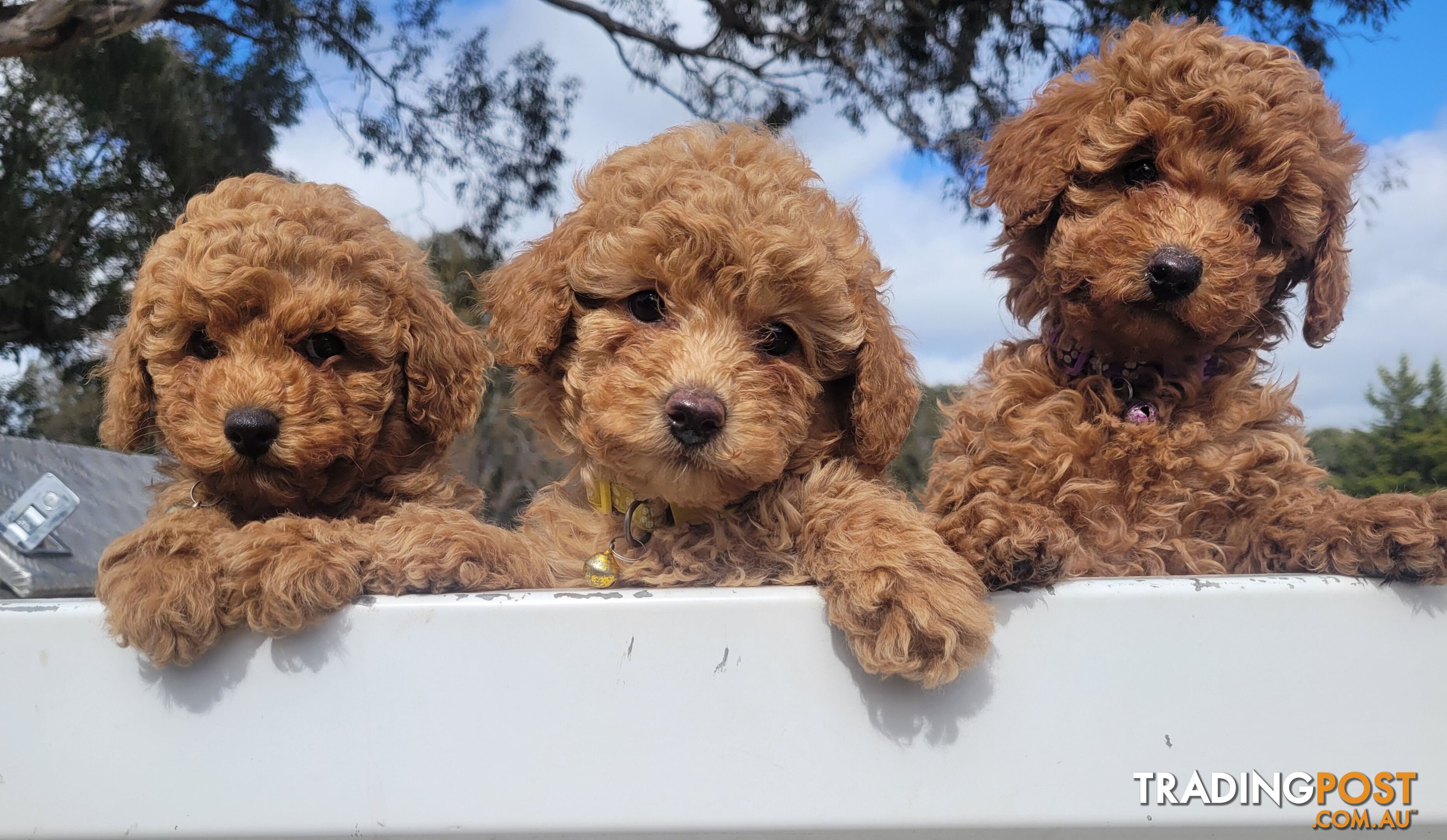 Toy poodle puppies