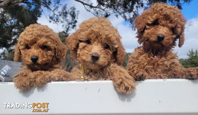 Toy poodle puppies