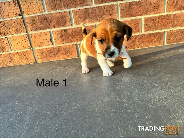 Jack Russel Terrier pups