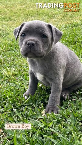 Blue English Staff Pups