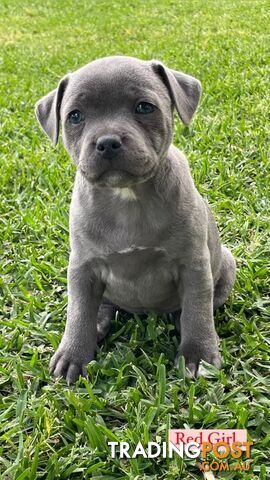 Blue English Staff Pups