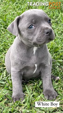 Blue English Staff Pups