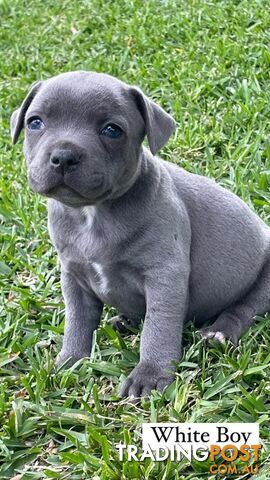 Blue English Staff Pups