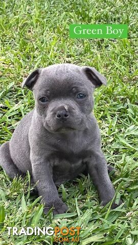 Blue English Staff Pups