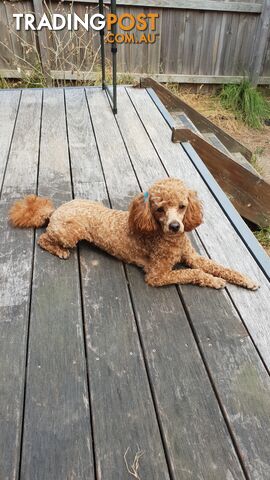 RED TOY POODLE MALE  - STUD SERVICE
