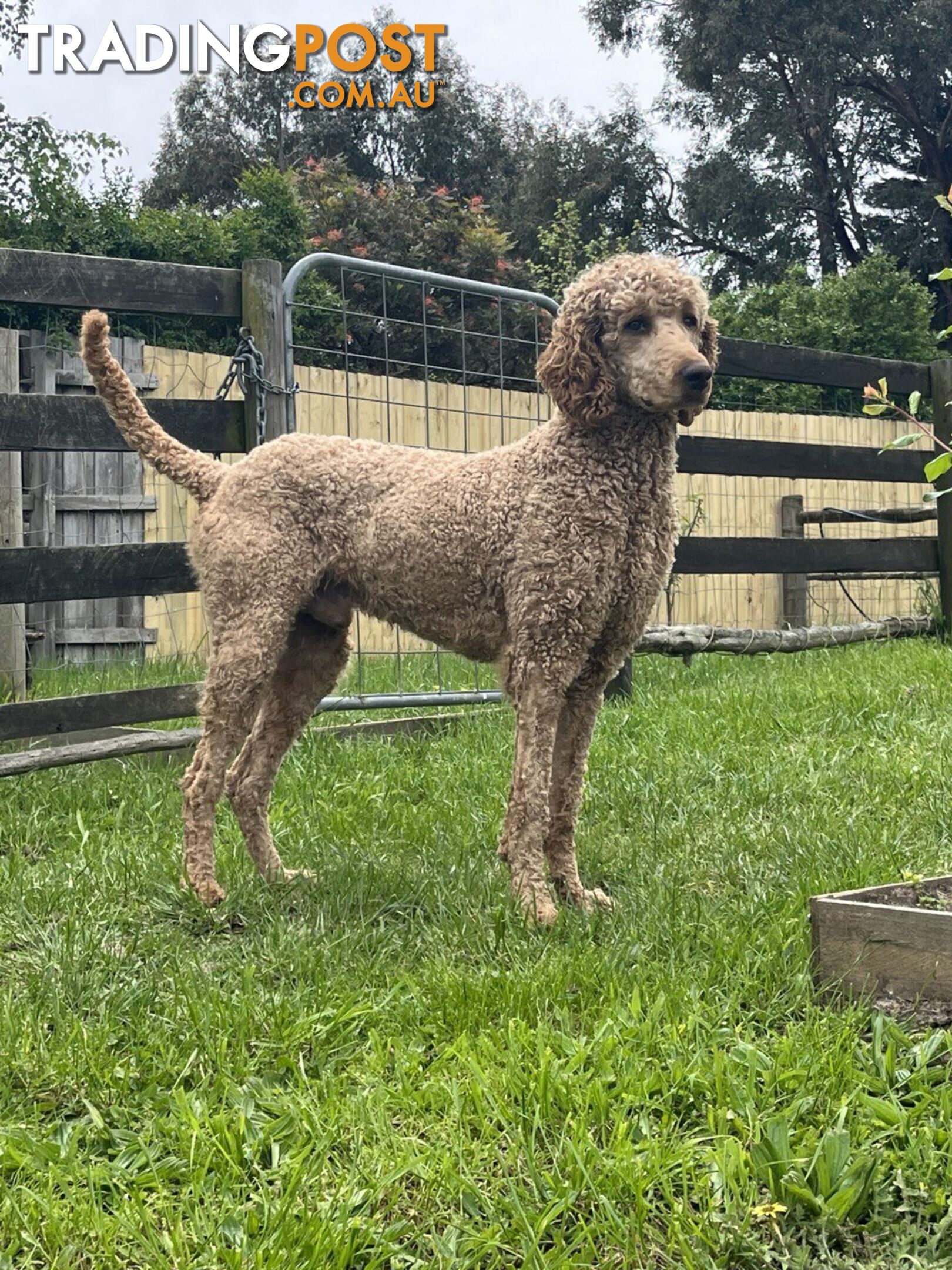 Standard Poodle Stud Service