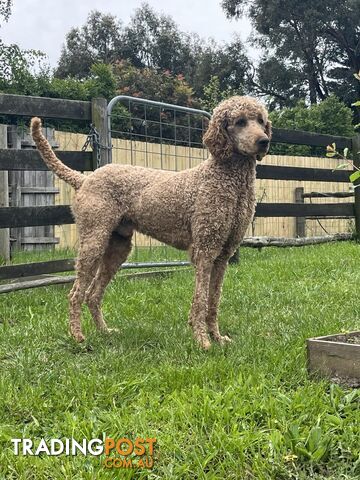 Standard Poodle Stud Service