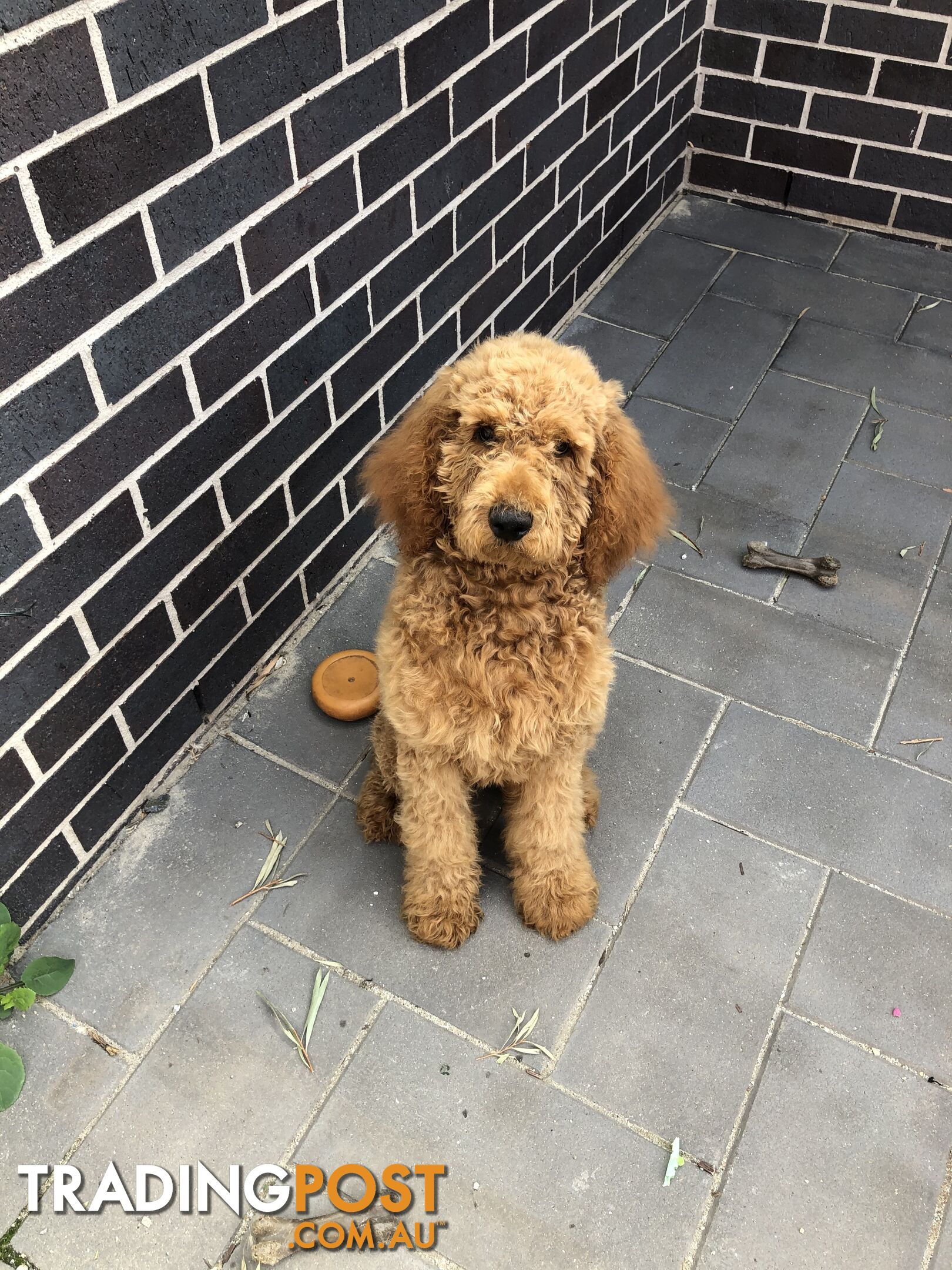 Standard Poodle Stud Service