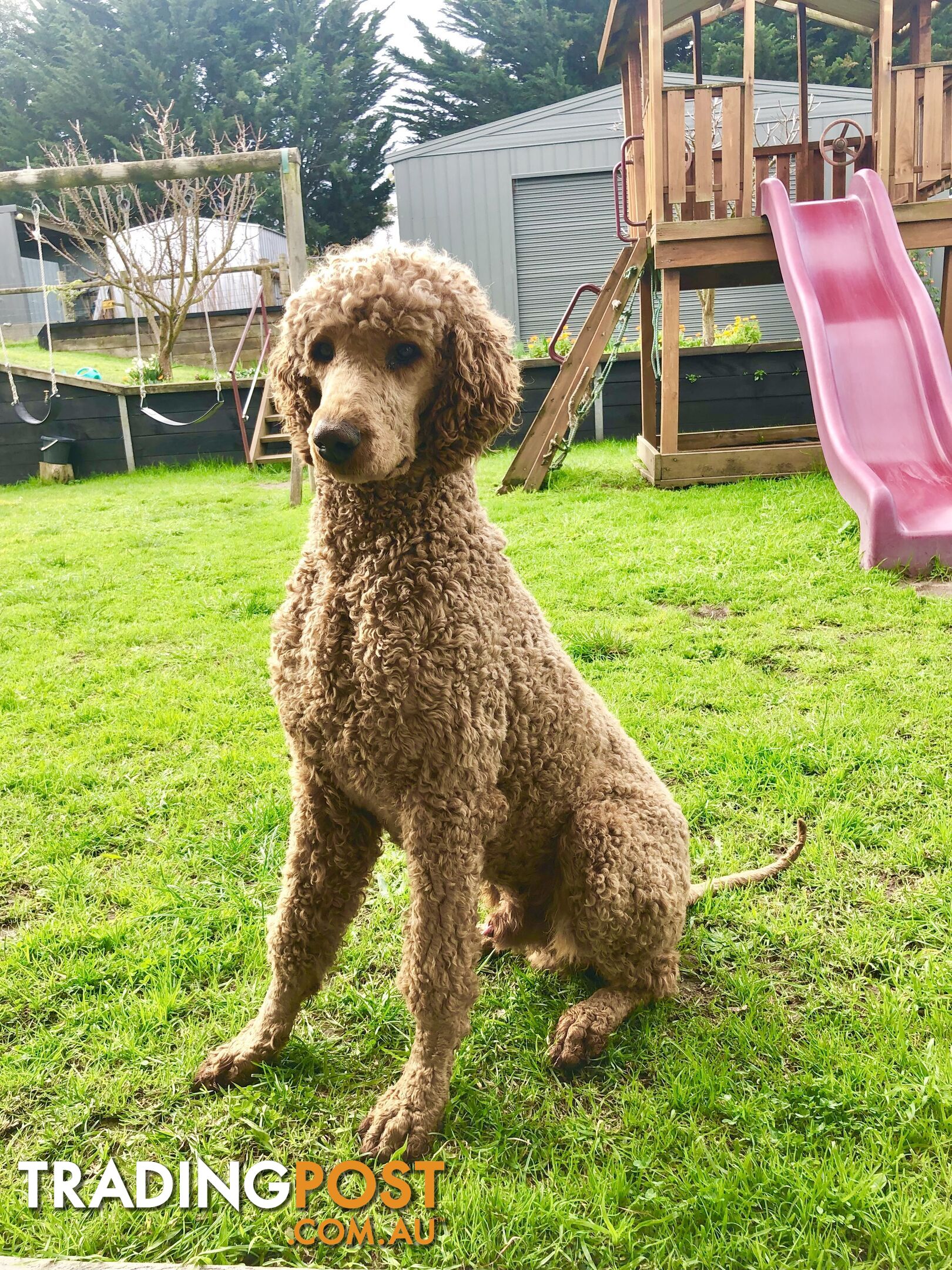 Standard Poodle Stud Service