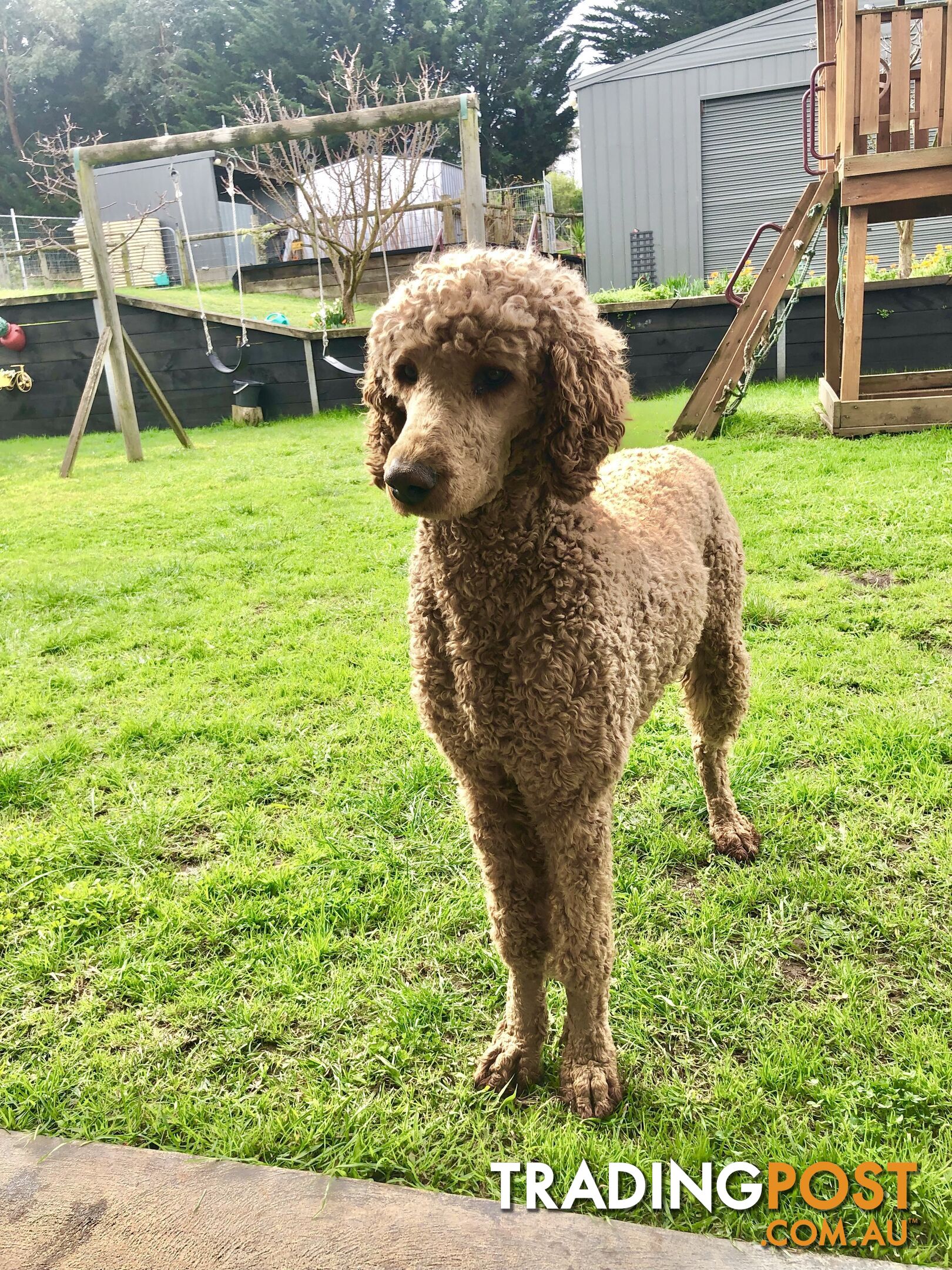 Standard Poodle Stud Service