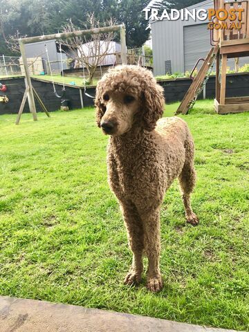 Standard Poodle Stud Service