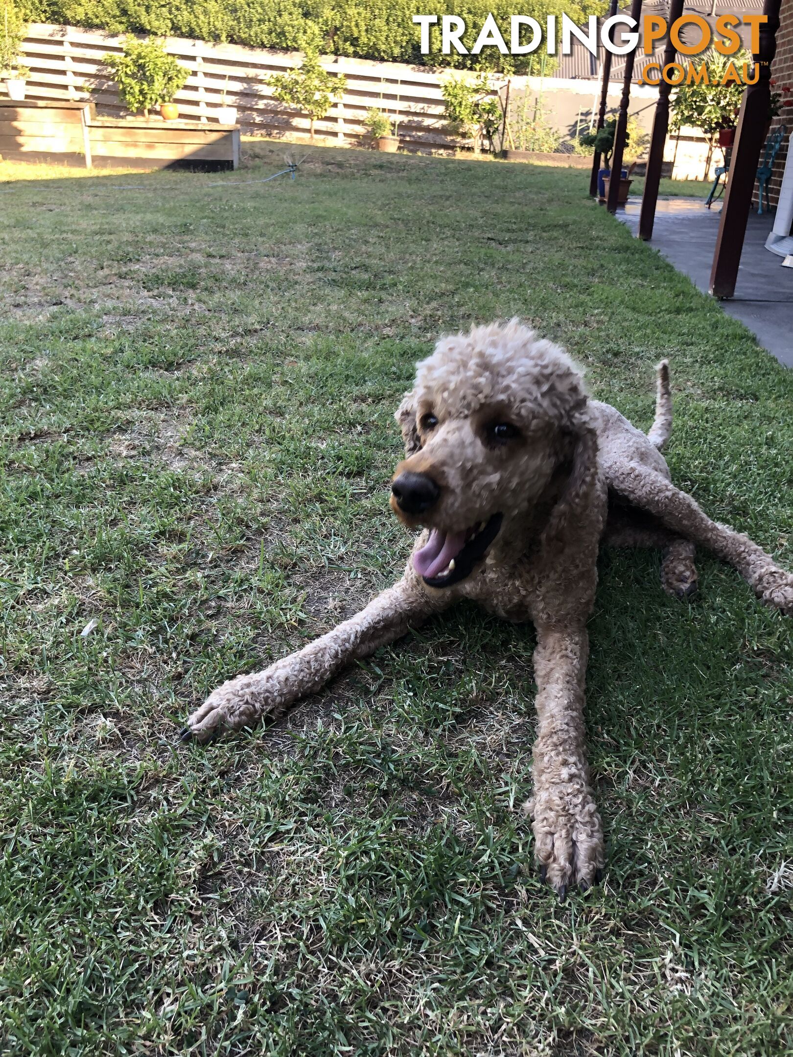 Standard Poodle Stud Service