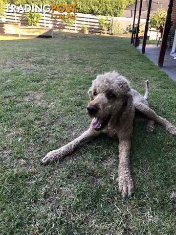 Standard Poodle Stud Service