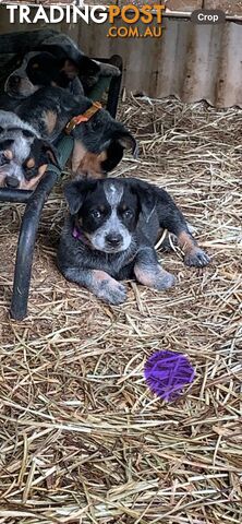 Australian Cattle dog / Blue Heeler puppy