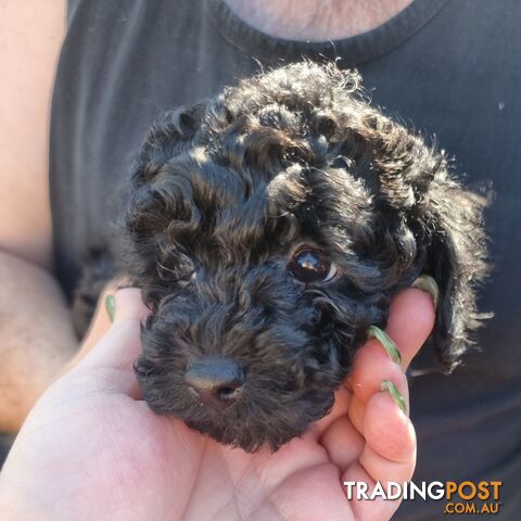 Toy puppies for sale