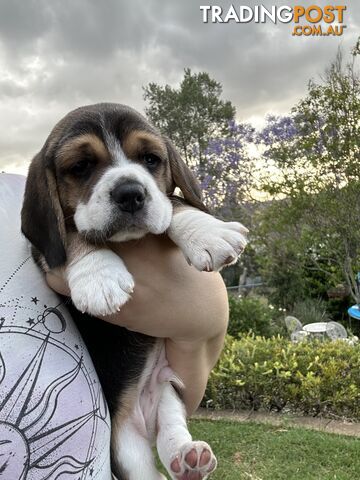 Purebred Beagles