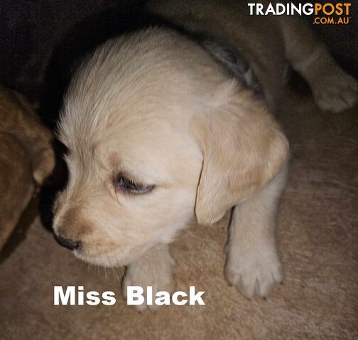 M & F labradoodle pups $2000ono Xmas Ready – to go from Friday, December 13, 2024