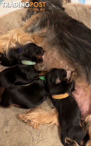 Yorkshire Terrier Pups Available Soon