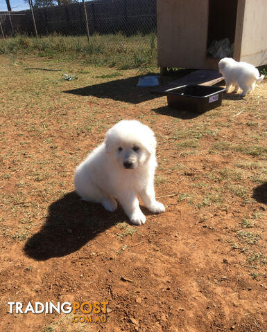 Pure bred Maremma pups for sale