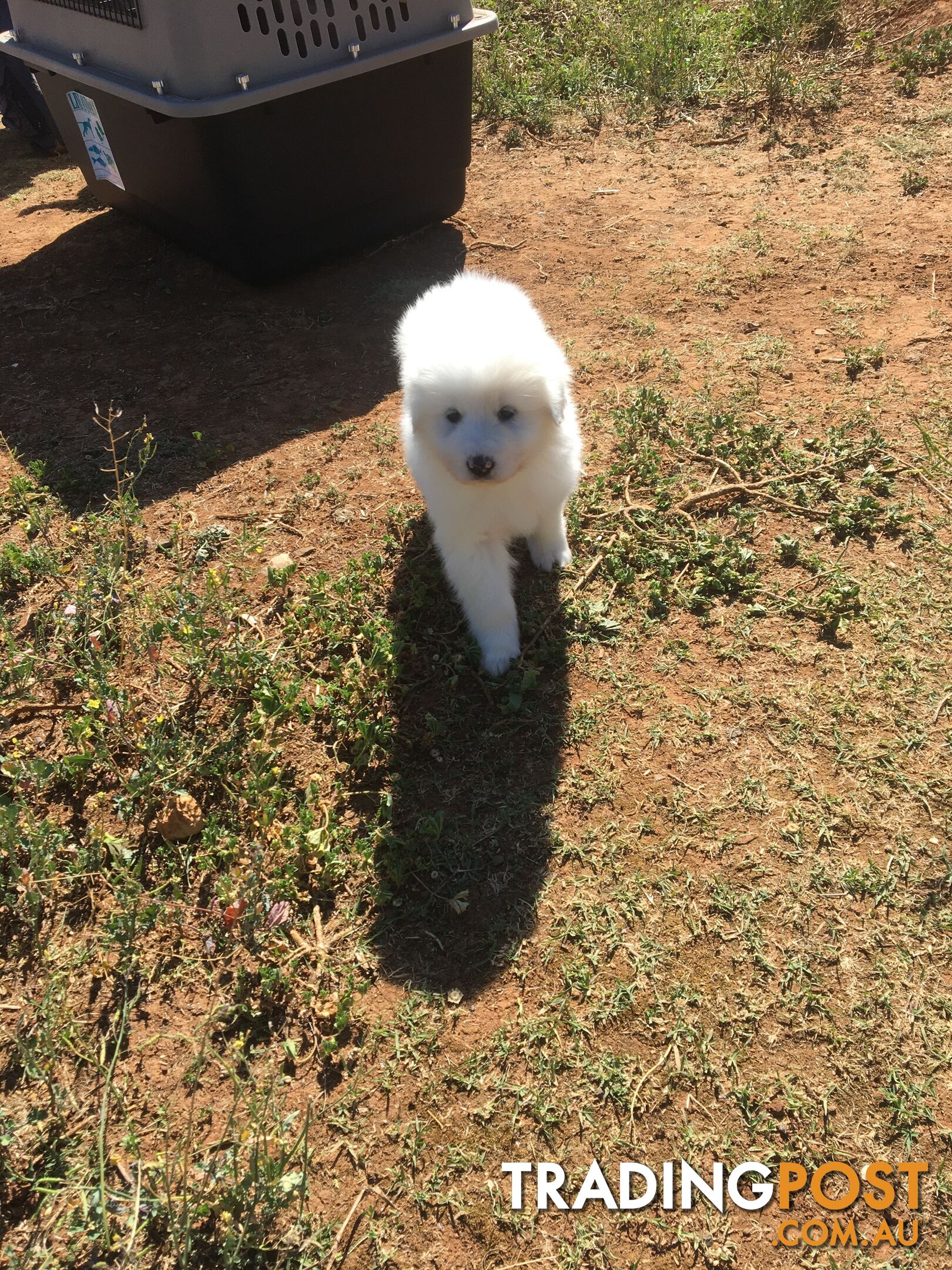 Maremma pups for sale