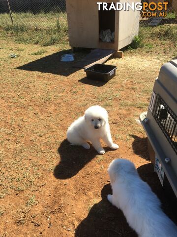 Maremma pups for sale