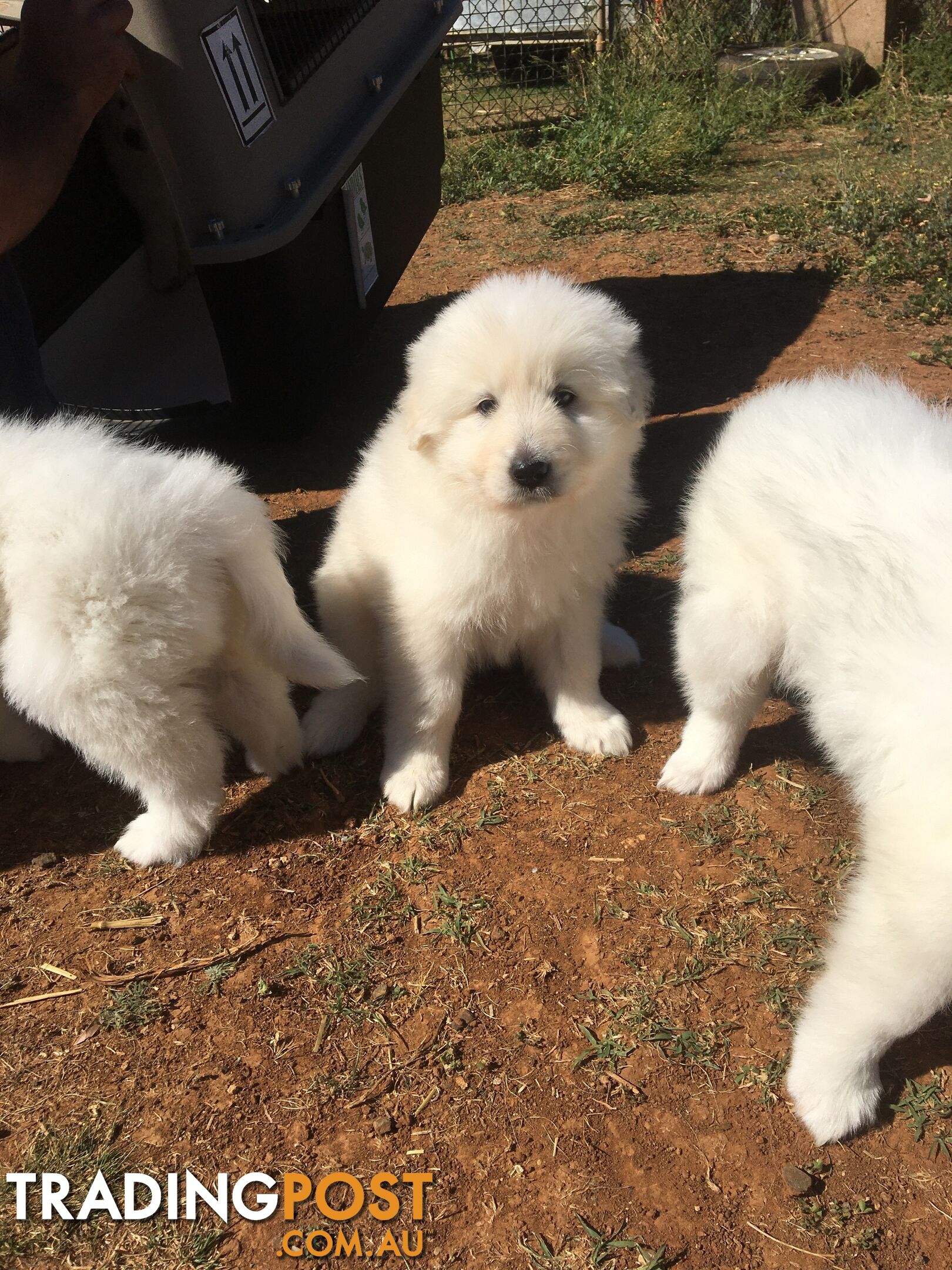 Maremma pups for sale