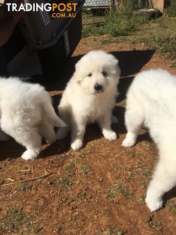 Maremma pups for sale