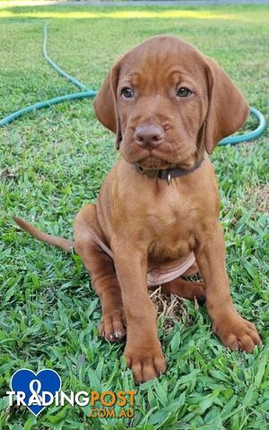 Vizsla puppies (purebred)