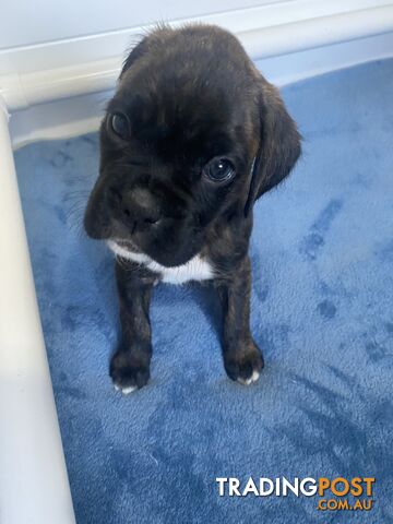 Boxer Puppies for Sale - Ready 9th November