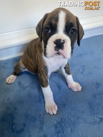 Boxer Puppies for Sale - Ready 9th November