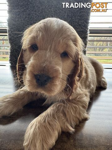 Cocker Spaniel Puppy