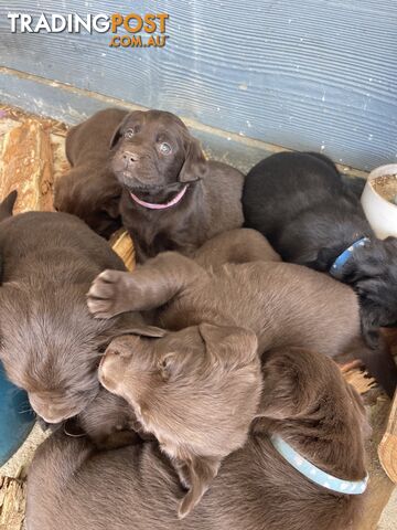 Black/ Chocolate Labrador puppies