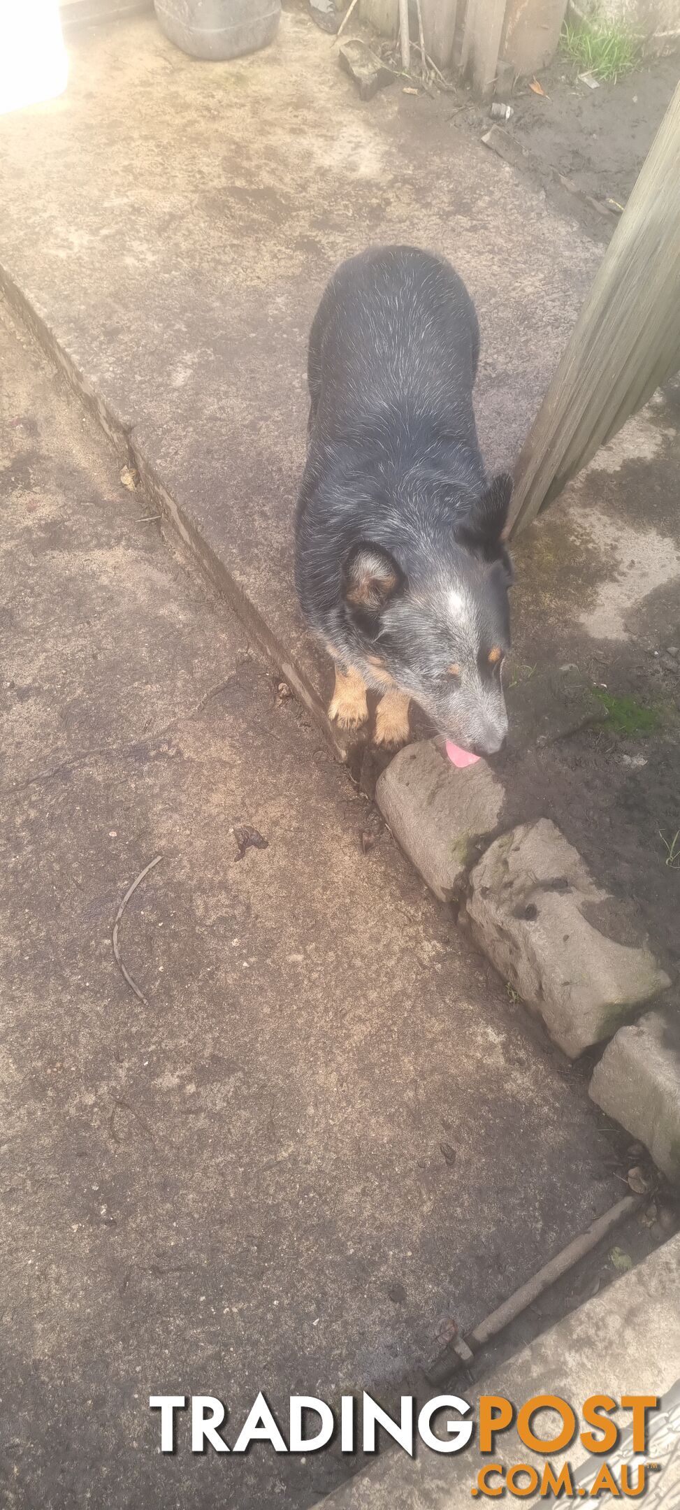 Australian cattle dog