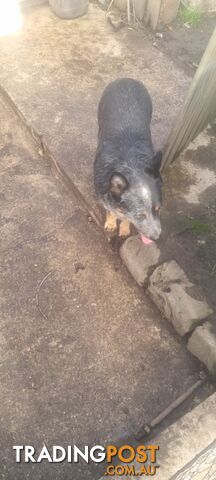 Australian cattle dog