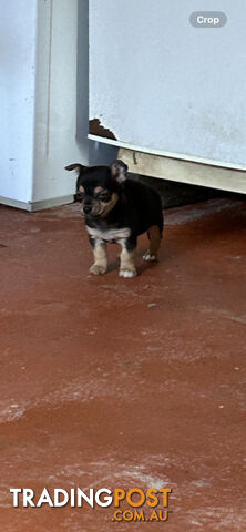 Chihuahua x Jack Russell Puppies