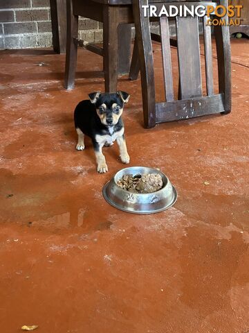 Chihuahua x Jack Russell Puppies