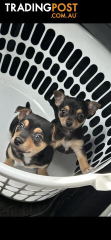 Chihuahua x Jack Russell Puppies