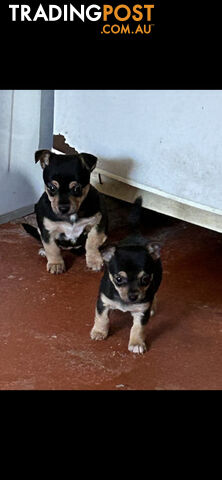 Chihuahua x Jack Russell Puppies