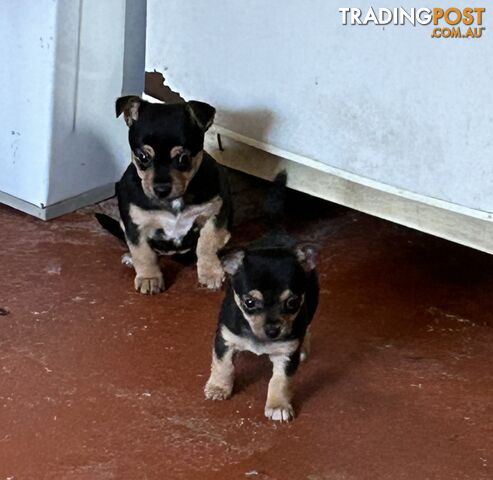 Chihuahua x Jack Russell Puppies