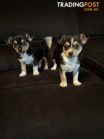 Chihuahua x Jack Russell Puppies