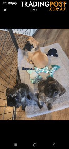 Pug cross Chihuahua/Frenchie Pups 8 weeks old.