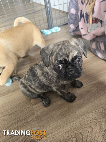Pug cross Chihuahua/Frenchie Pups 8 weeks old.
