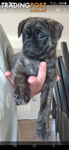 Pure bred Pug cross Chihuahua/Frenchie Pups 8 weeks old.