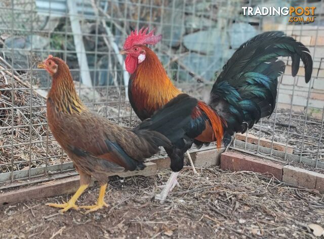 Young, healthy, jungle fowl chicken.