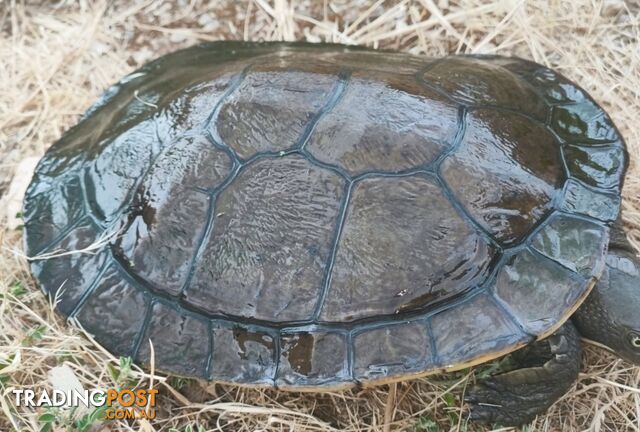 Murray River Short Neck Turtles; males & females