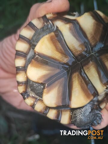 Long neck Turtles; subadults