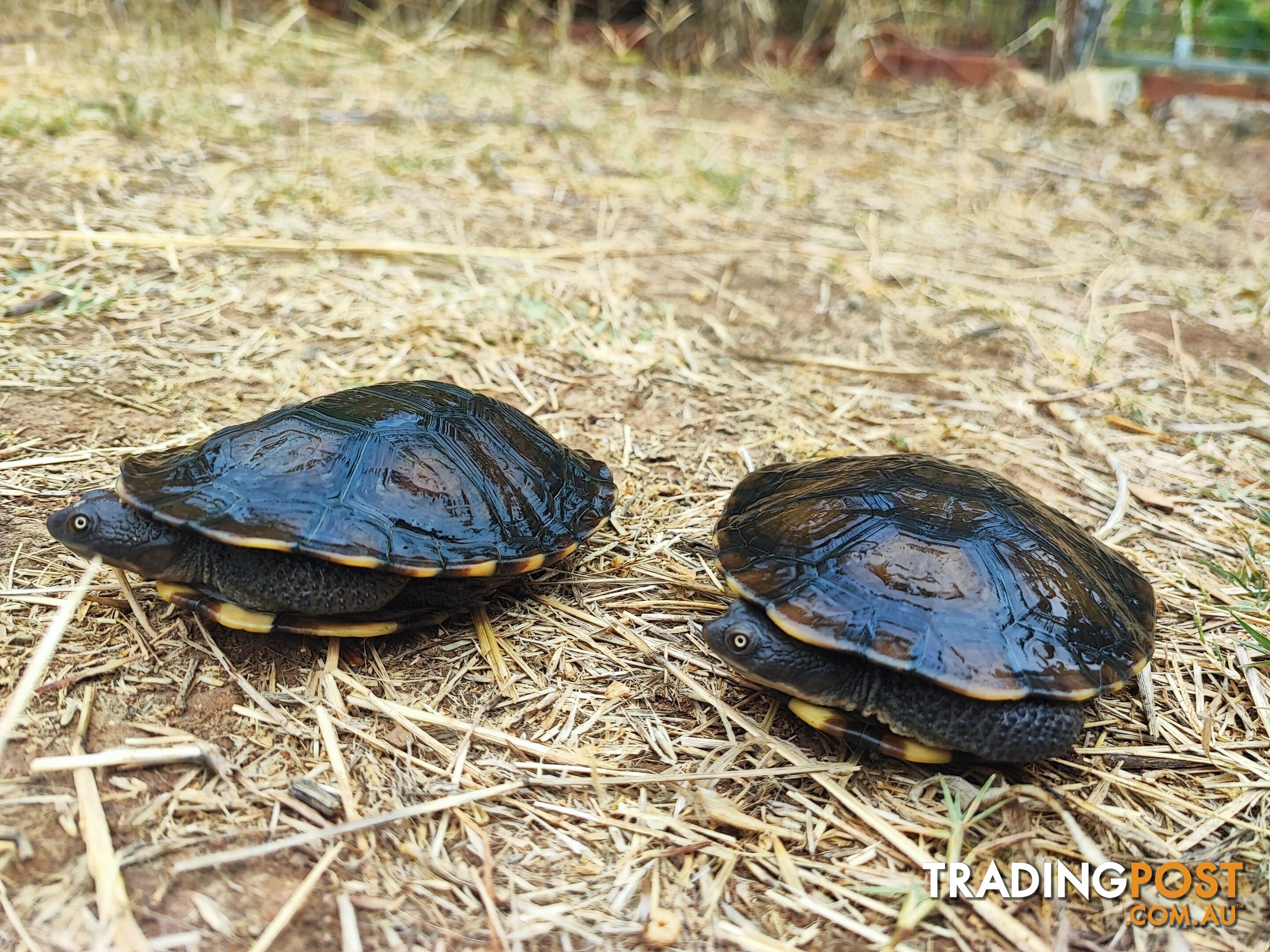 Long neck Turtles; subadults