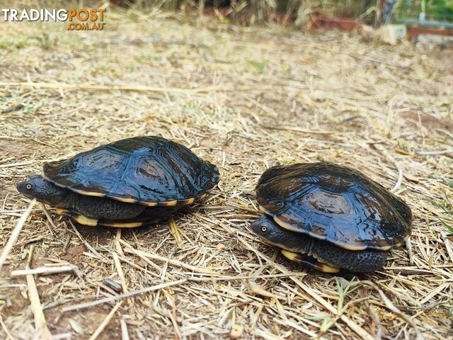 Long neck Turtles; subadults